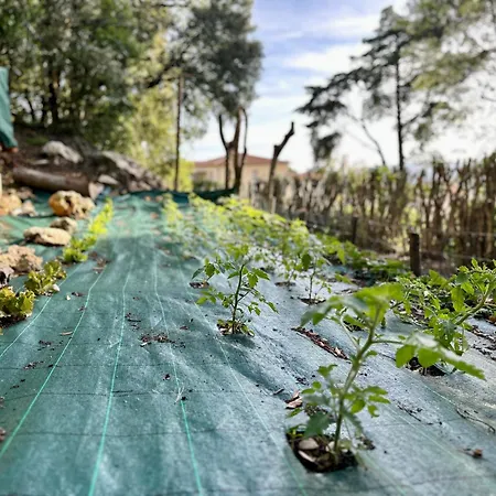 Appartement Degli Ulivi Terrace *