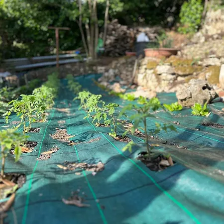 Degli Ulivi Terrace *