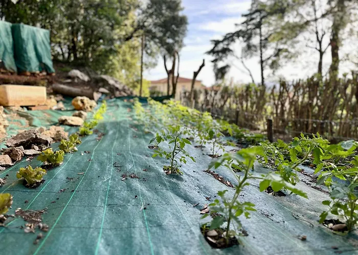 アパート Degli Ulivi Terrace *